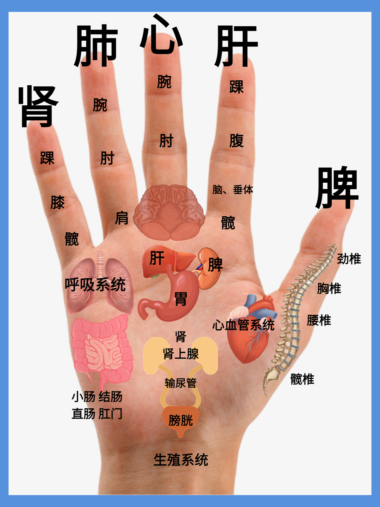 五指对五脏的按摩方法,五指调理五脏简单神奇