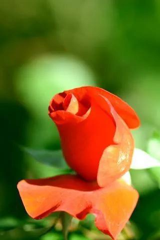 520浪漫玫瑰花壁纸,红玫瑰花壁纸大图