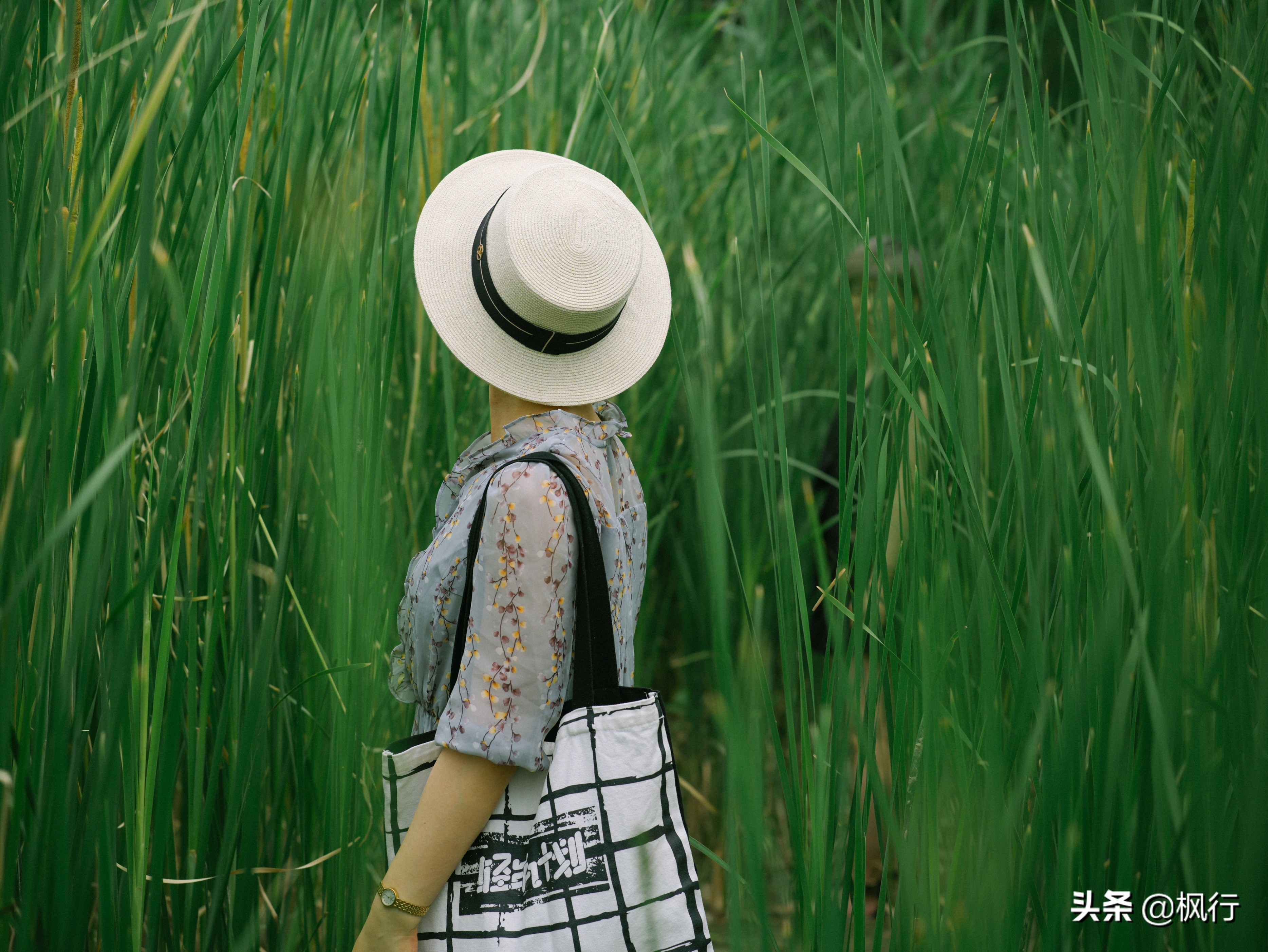 南海公园奈良小麋鹿,奈良小鹿公园麋鹿