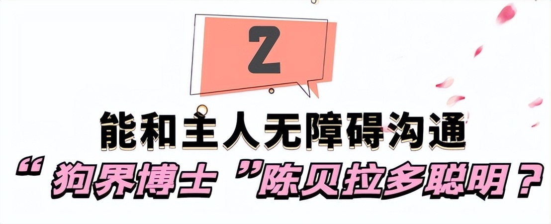 驴得水小朋友是智障猫吗,全网公认的智障猫怕水