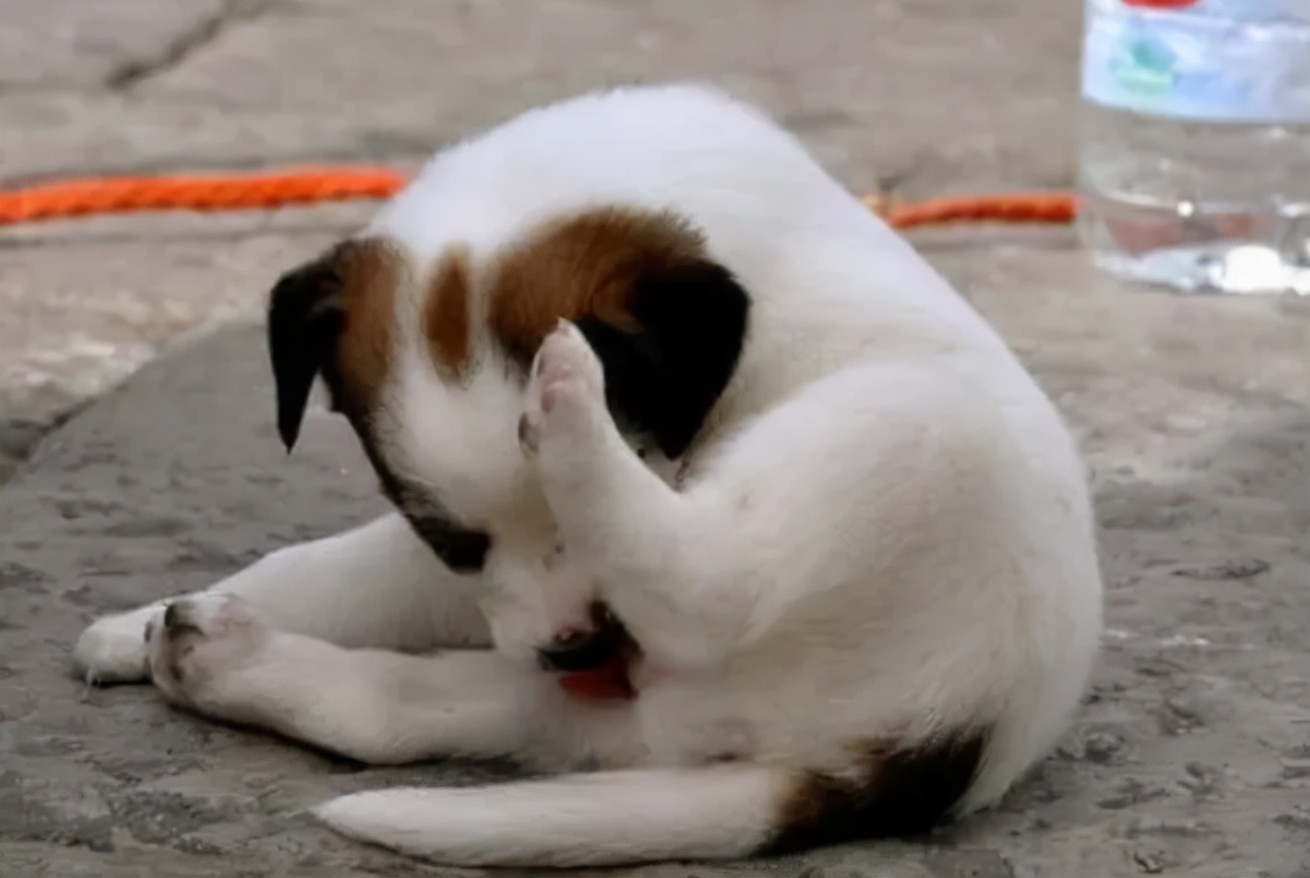 狗狗为什么总舔尿道口,狗狗舔尿道口还发抖要喂药吗