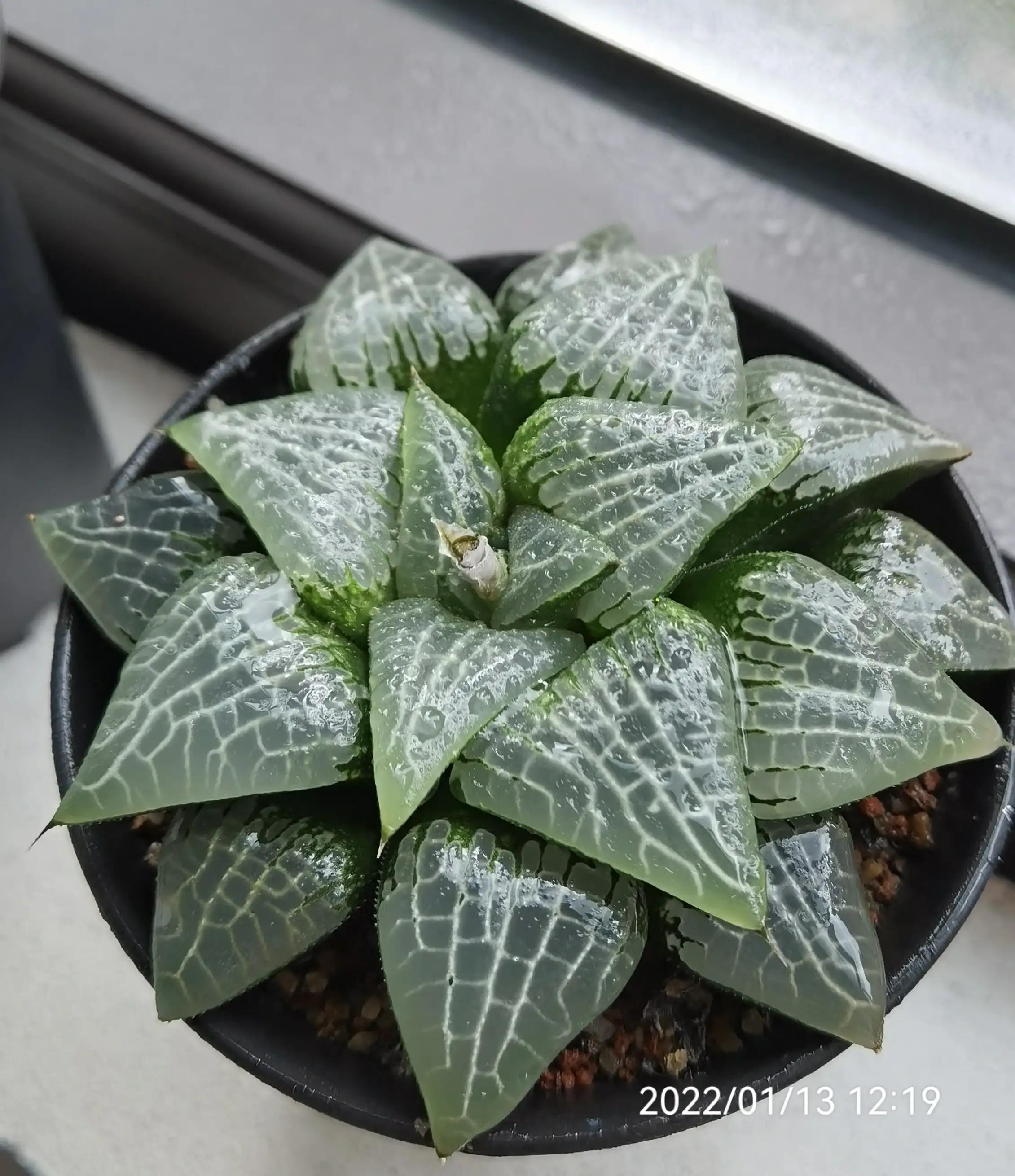 玉露种子怎么种,从种子开始种玉露