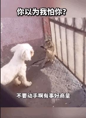 神回复头发白了,神回复脱发