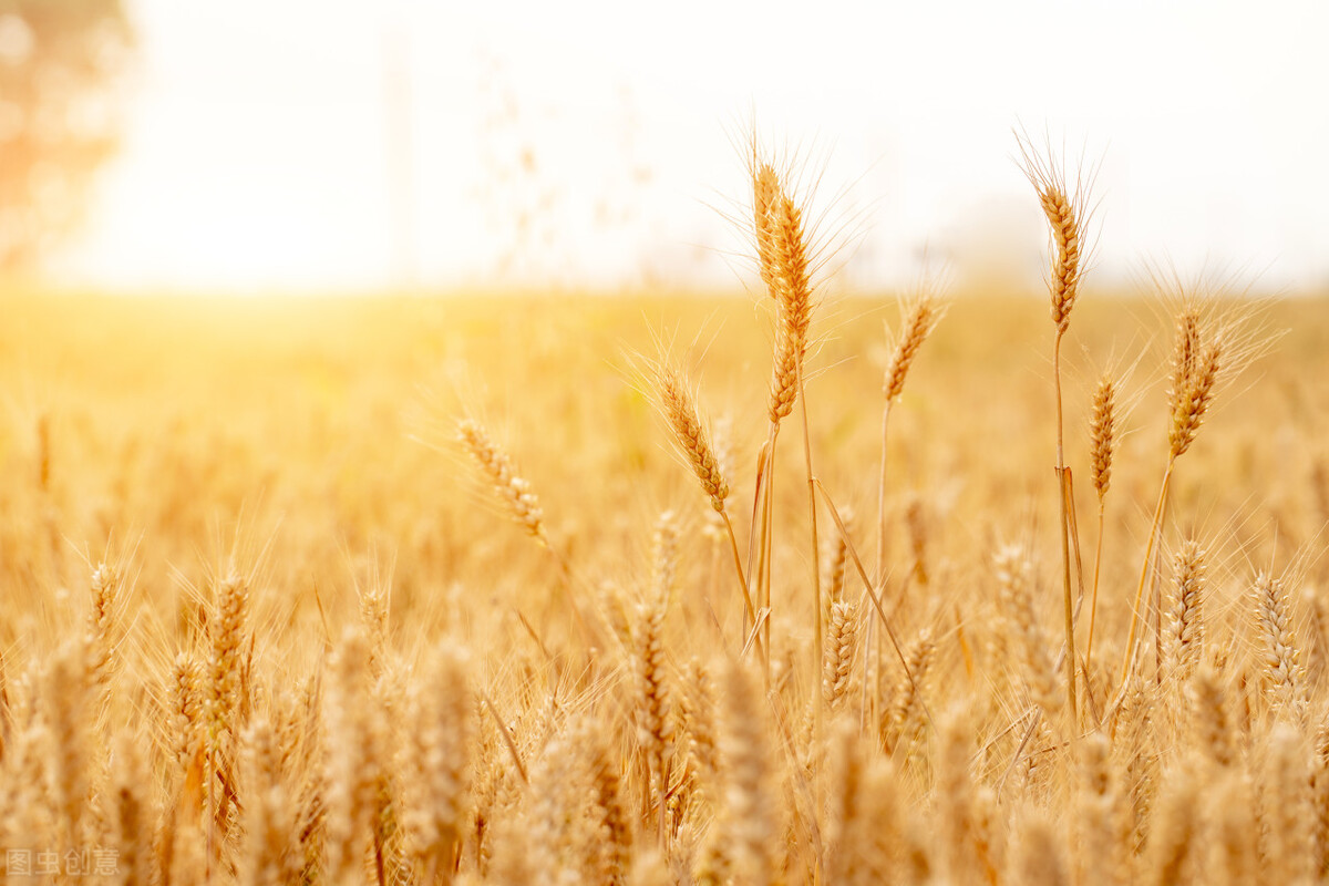 联合收割机雷沃gm100收玉米,小麦联合收割机雷沃最新款