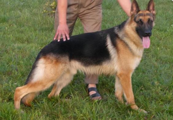 尾巴“下垂”的狗狗，不能养，别问为什么