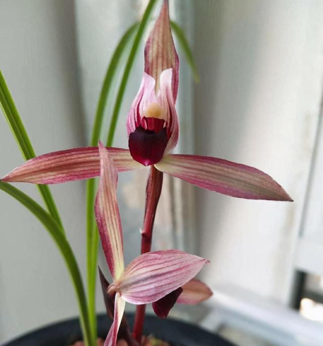 2004年，他采得一棵春兰，后来开出绝世好花，成为无法超越的经典