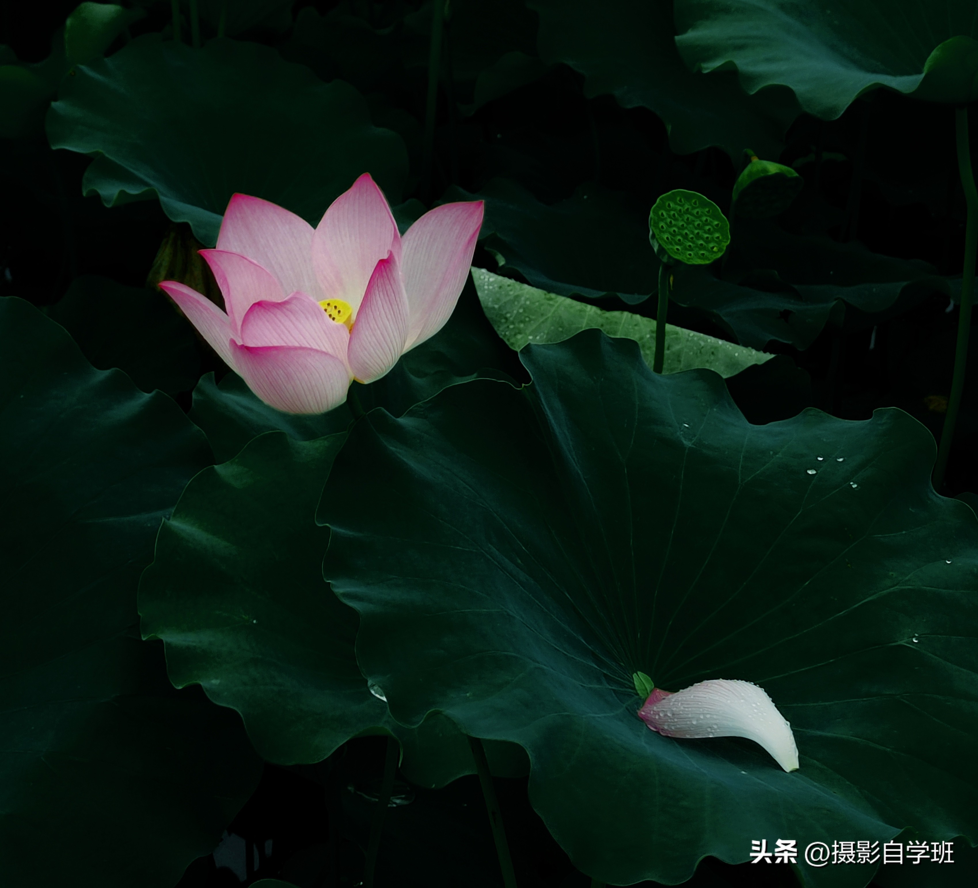 第二十一届摄影作品征稿,摄友投稿图片