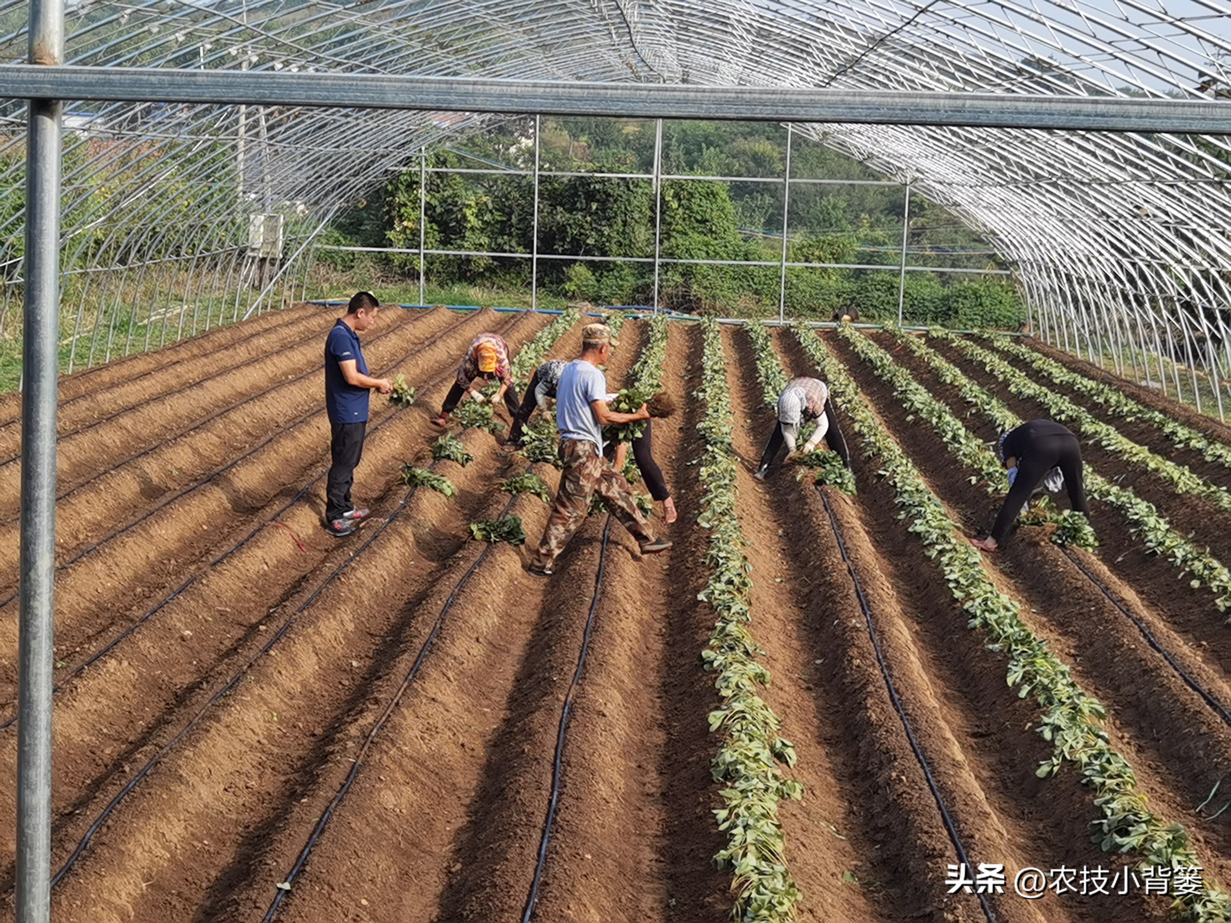 草莓的种植方法不用营养土种草莓,种草莓如果草莓苗有根如何种植