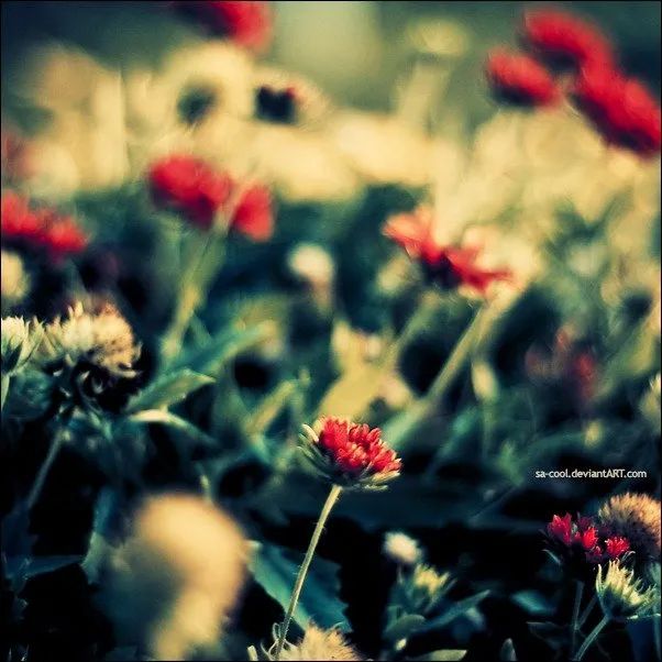 100幅经典摄影作品欣赏,100幅精品摄影图