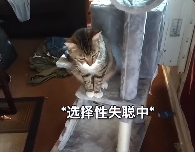 渣猫被小母猫找上门,渣猫出门被老婆抓