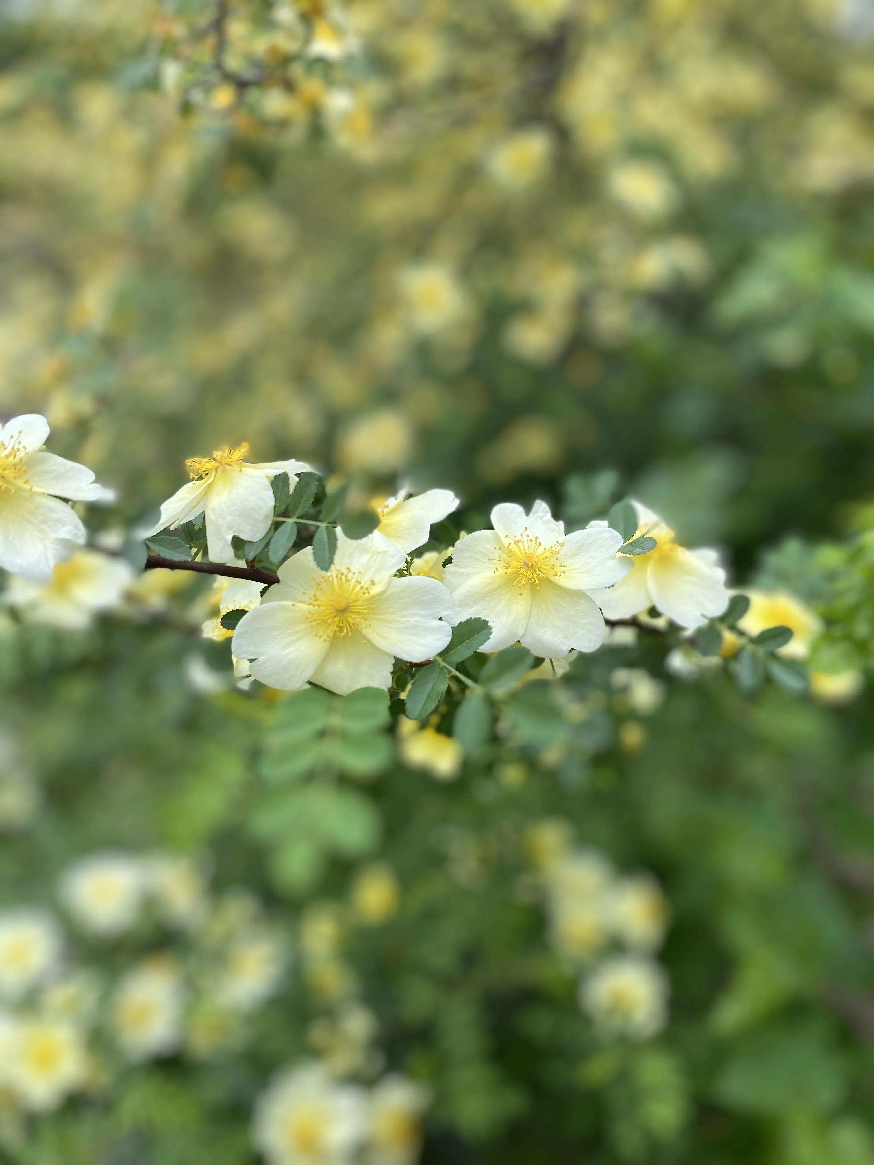 0511丽娣幸福日志第815篇