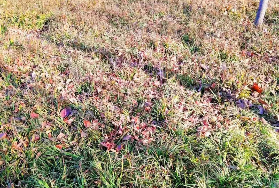 甲癌感恩的话,甲友心声抗癌15年