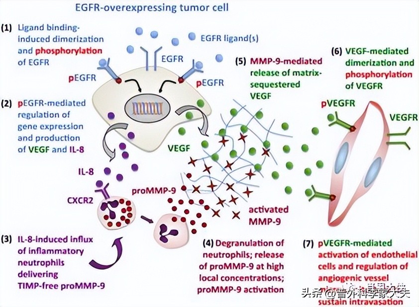 晚期肠癌的靶向和免疫治疗,治疗肠癌的靶向药都有哪些