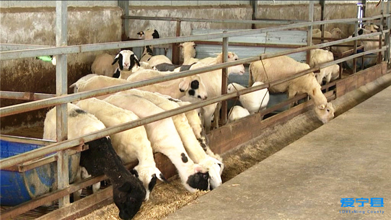 春季动物防疫工作开展情况,甘肃庆阳宁县防疫最新消息