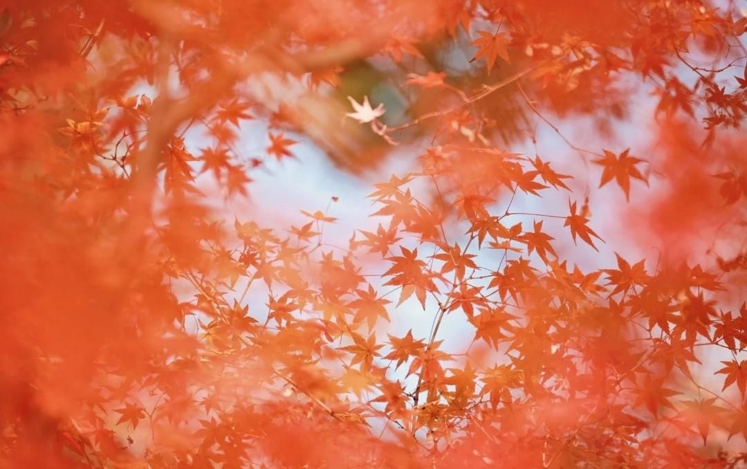 表达爱意异地恋的诗词,表达异地恋相思相见的诗句