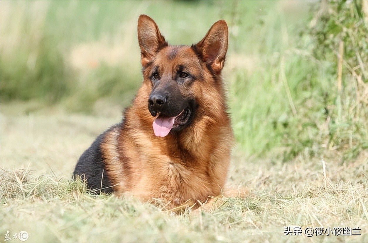 神奇狗狗小七,狗狗不咬从未见过的家人