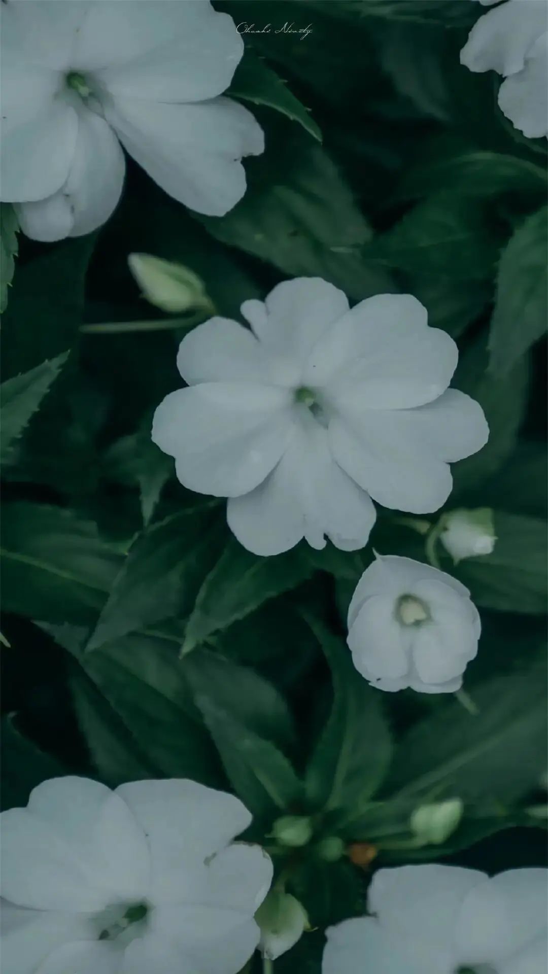 100张全屏绿色山水护眼壁纸,2021超清绿色护眼壁纸风景