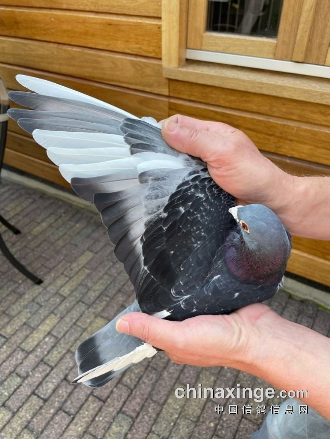 万里挑一的获奖者图片,万里挑一比赛视频