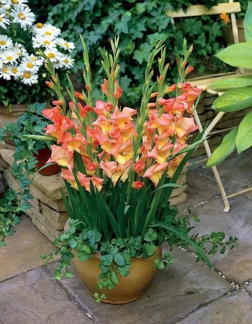 母亲节适合送女朋友妈妈花吗,母亲节送给妈妈礼物手工花