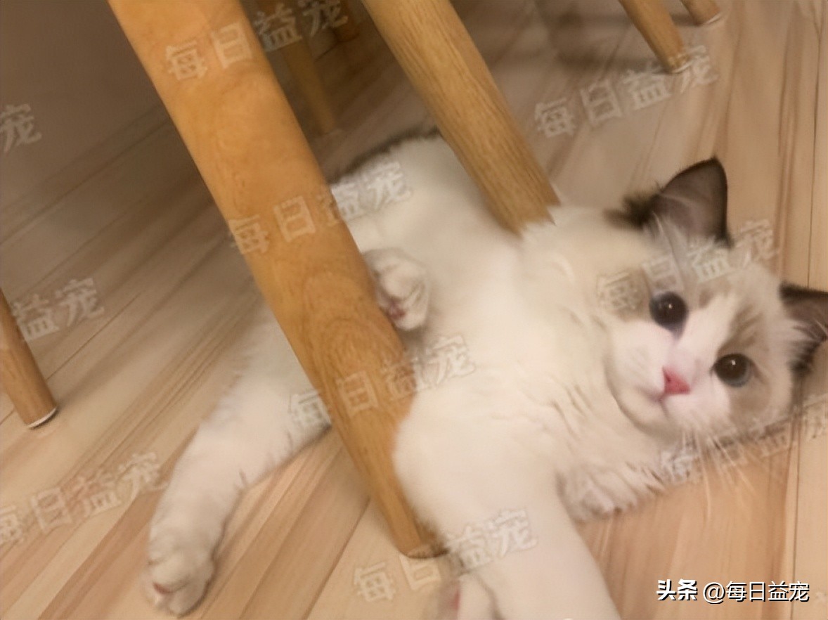 养了布偶猫感觉其他的猫丑,养了布偶猫后