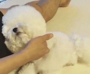 比熊犬为什么特别粘人睡觉,3月大比熊犬每天睡觉正常吗