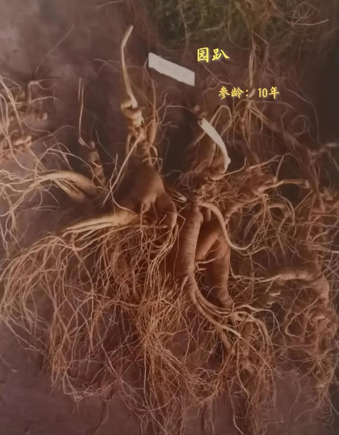 林下参觅货是什么意思,林下参的籽货与蜜货的怎么辨别