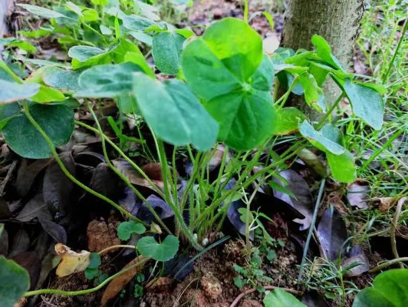 儿时的回忆斗鸡,童年的回忆骑牛视频