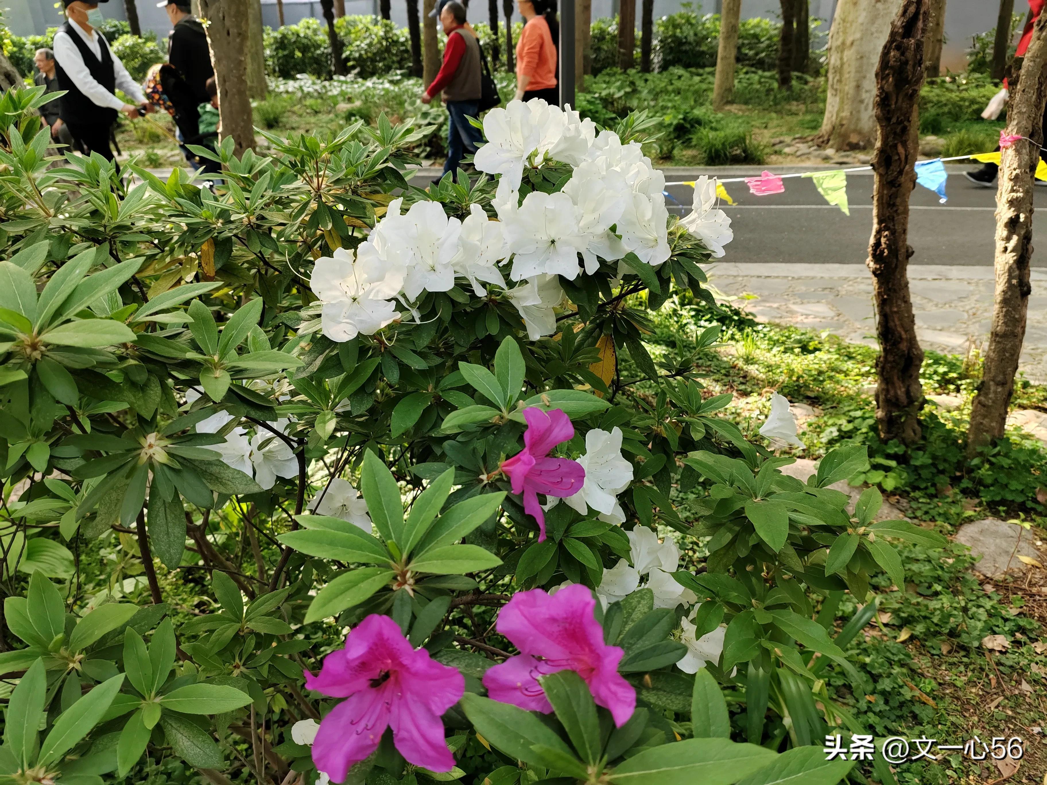 化疗的副作用和并发症,动脉化疗和静脉化疗副作用