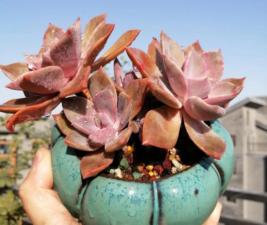 好看粉色多肉植物,初恋的多肉和紫珍珠图片