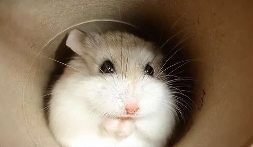 新手养仓鼠的视频,新手养一只小仓鼠