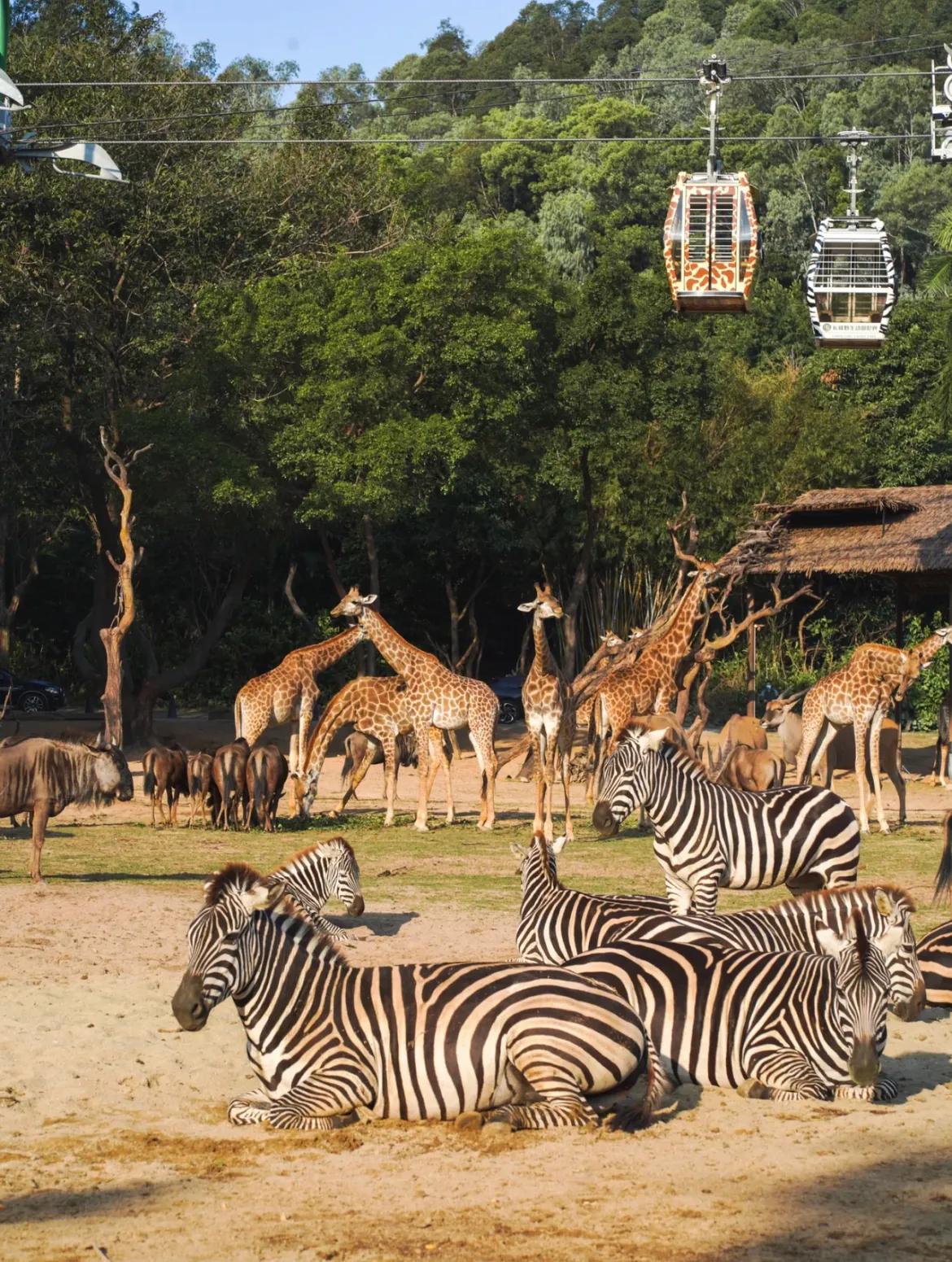 一篇文章告诉你：广州长隆跟珠海长隆有什么不一样？