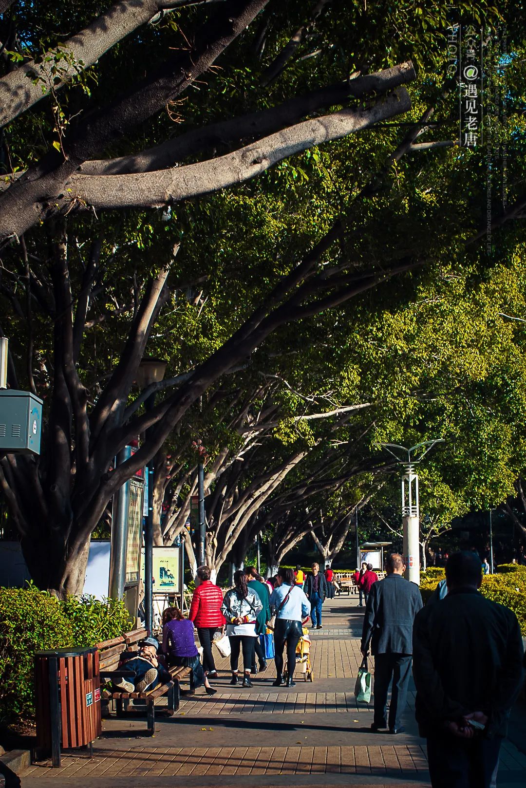 攀枝花是一种什么花,什么是攀枝花铁树