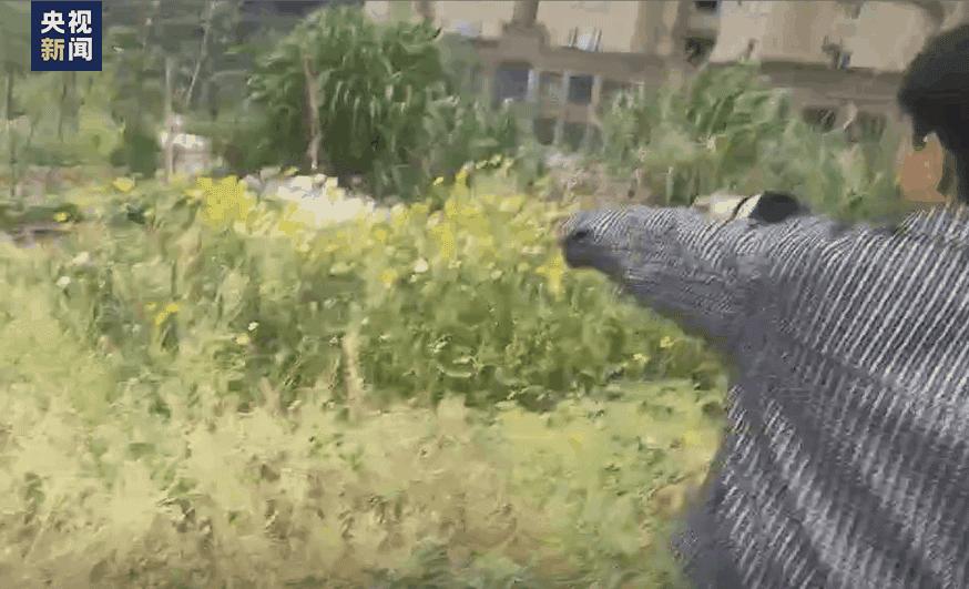 警察叔叔看见陈立农,警察叔叔看见猫头鹰