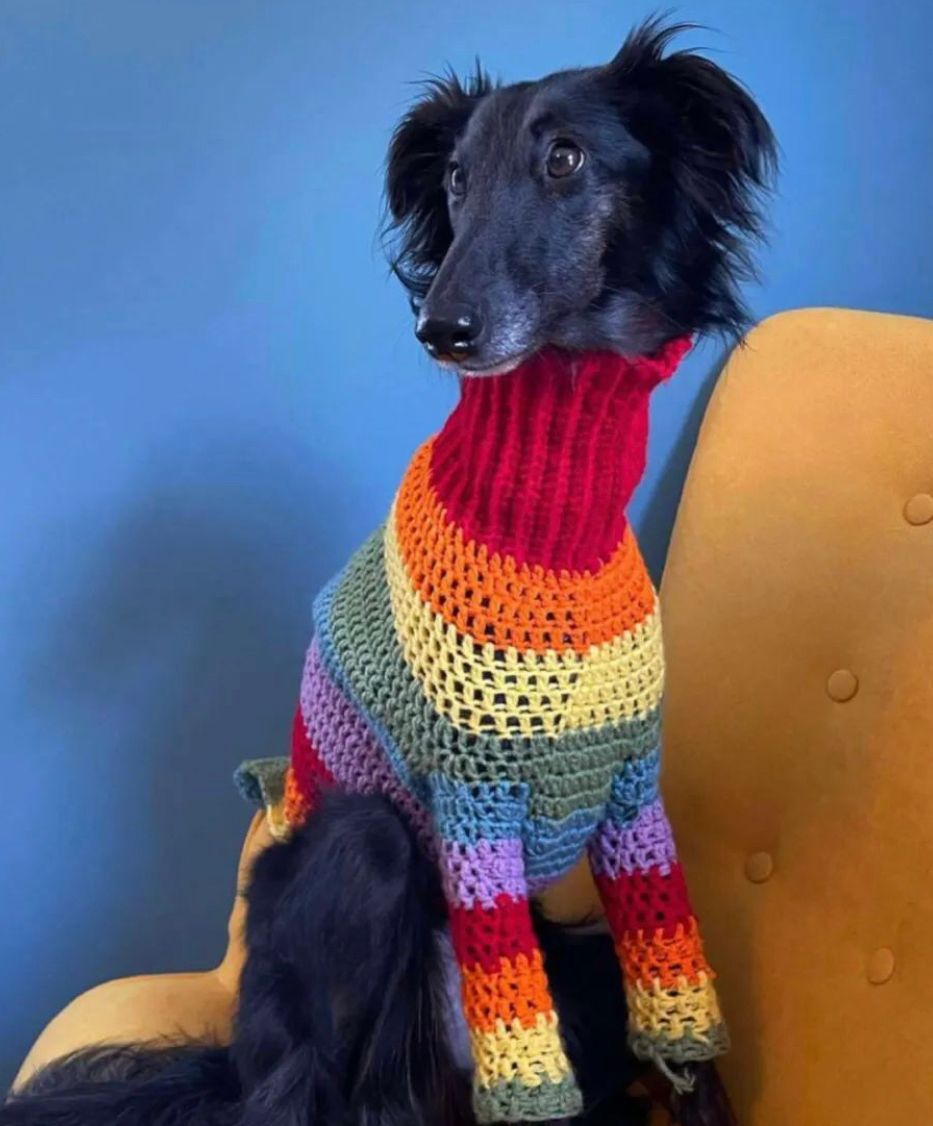 到巴黎街头走一圈才发现：不止女人会打扮，连狗狗都穿得比你时髦