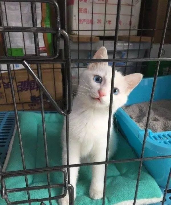 再生气也不能打猫的四个部位,再生气也别打猫的四个部位