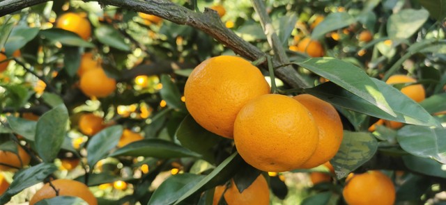 桔子树小说一生的故事,一生的故事桔子树全文免费阅读