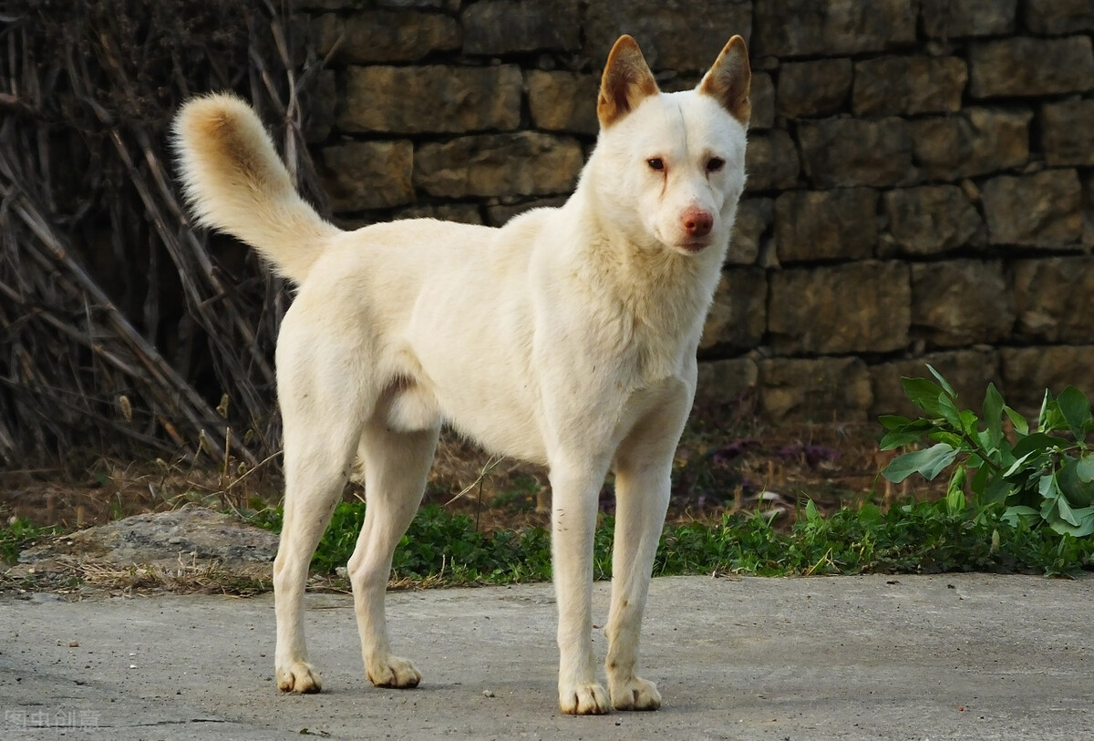 狗狗乳腺囊肿和肿瘤的区别,狗狗得了乳腺肿瘤怎么治疗