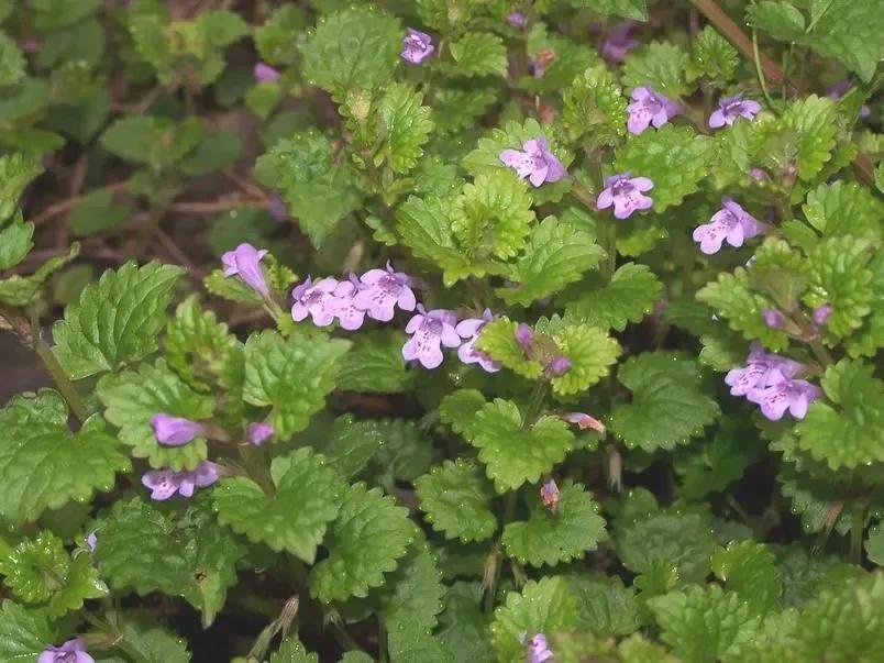 活血丹图片农村常见草药,农村常见活血丹也叫金钱草