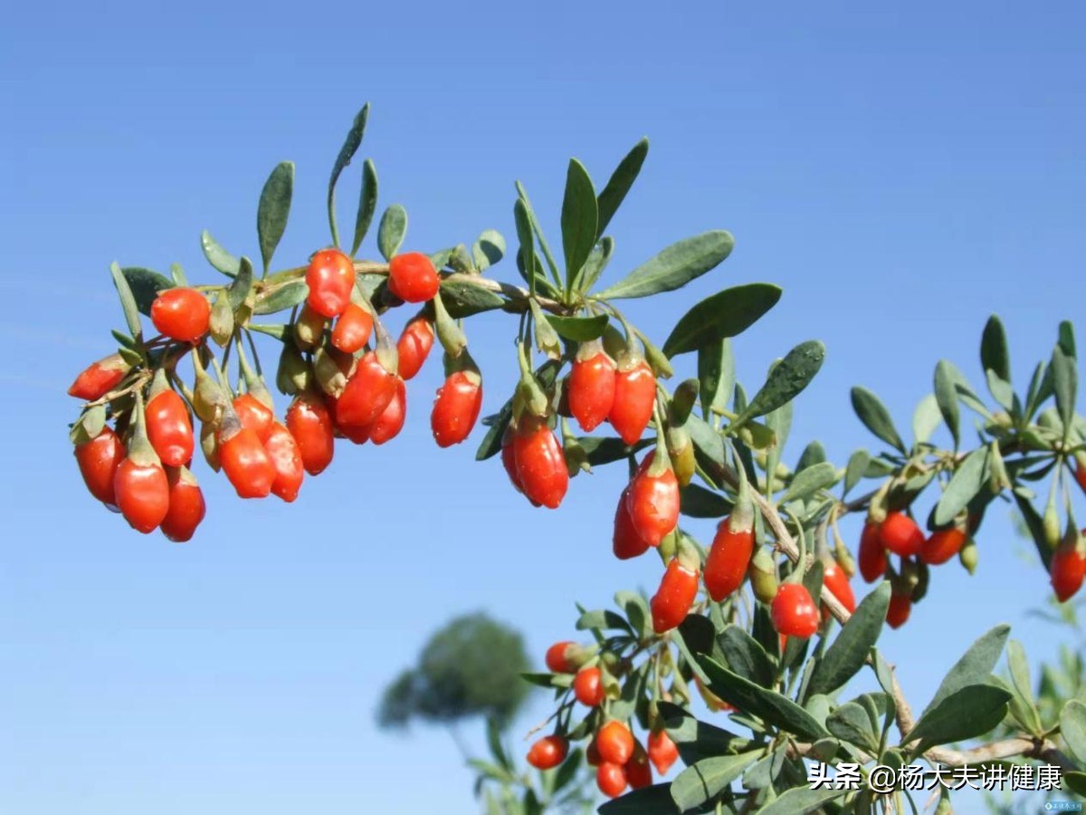 吃枸杞有什么好处和功效,吃枸杞有什么好处呢