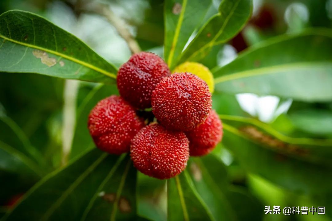 杨梅有虫能放心吃吗,杨梅有虫能放心吗