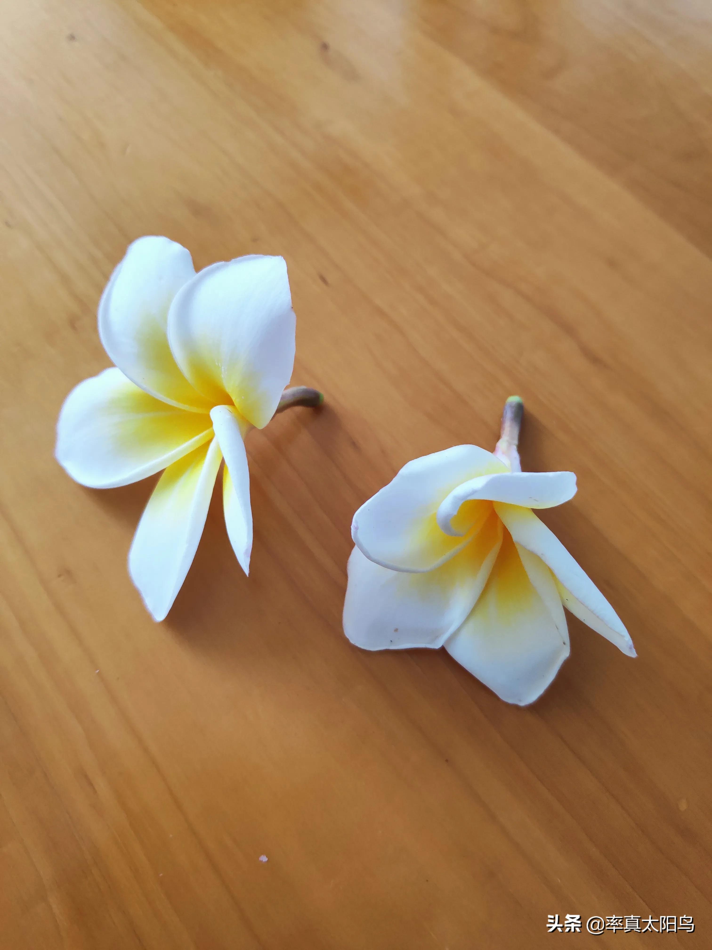 鸡蛋花香吗,鸡蛋花香