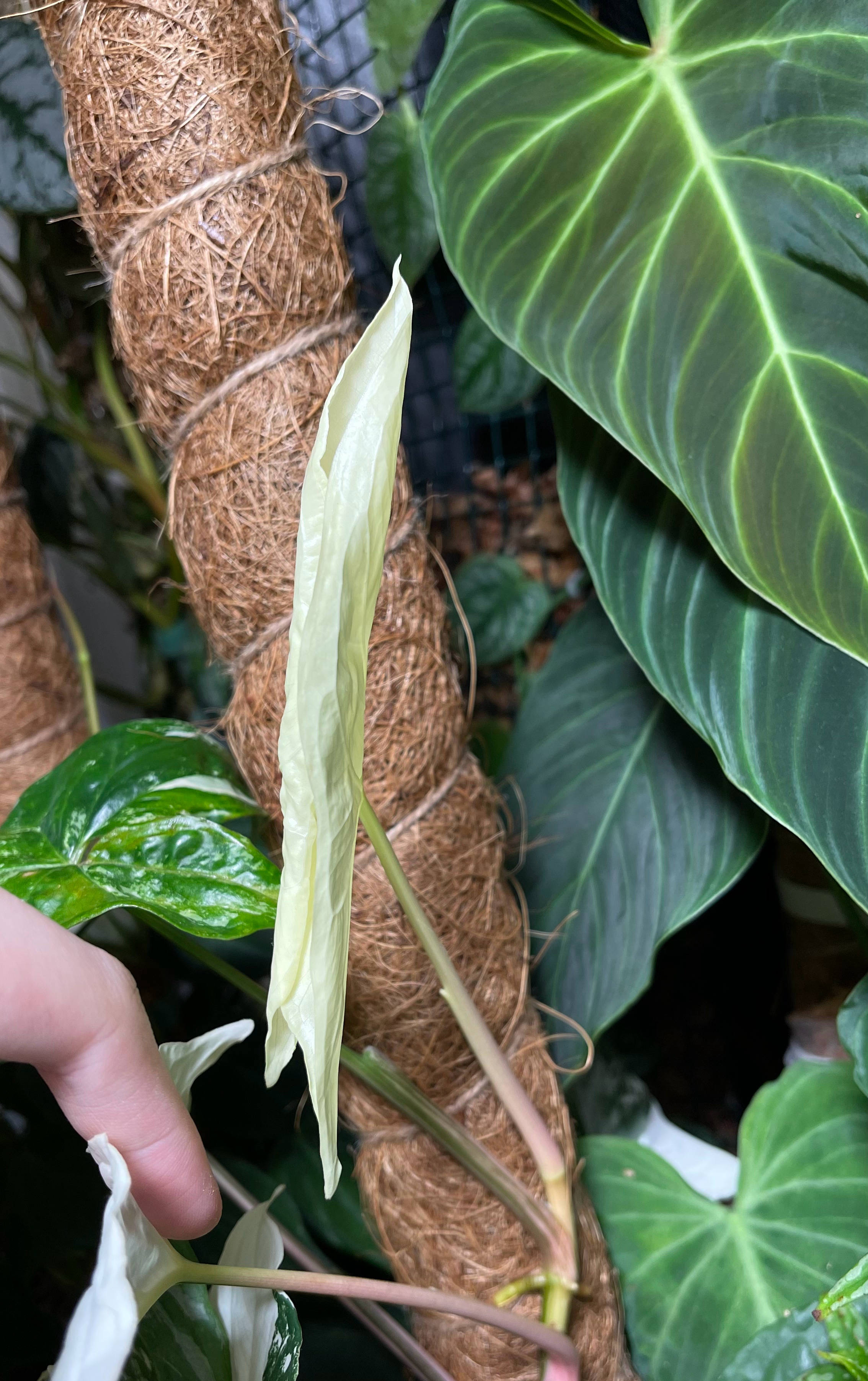 刚装修的房子里适合养什么花,刚装修好的房子养什么花最好