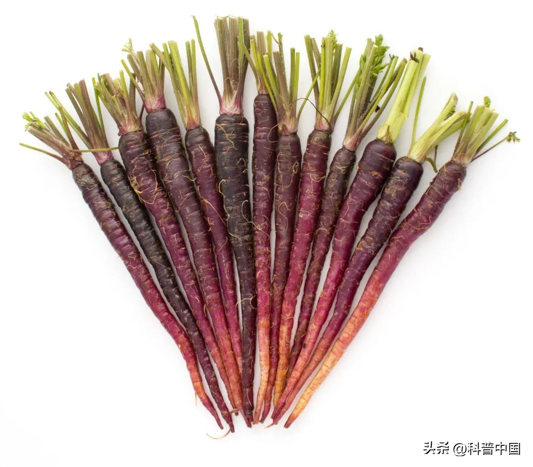 荷兰几次无缘世界杯,荷兰缺席几届世界杯了