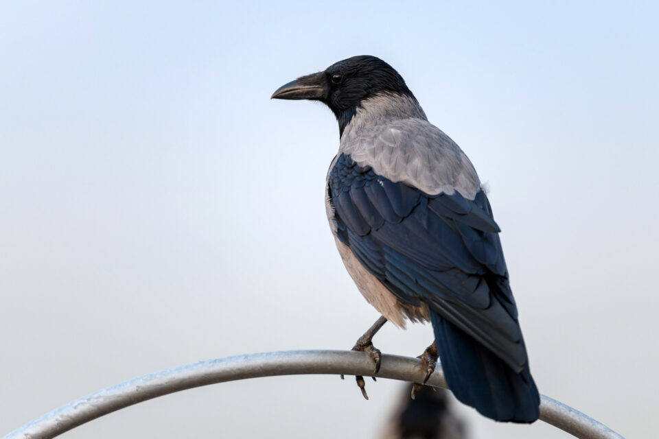 微单时代镜头水平最高的品牌,微单转接老镜头推荐