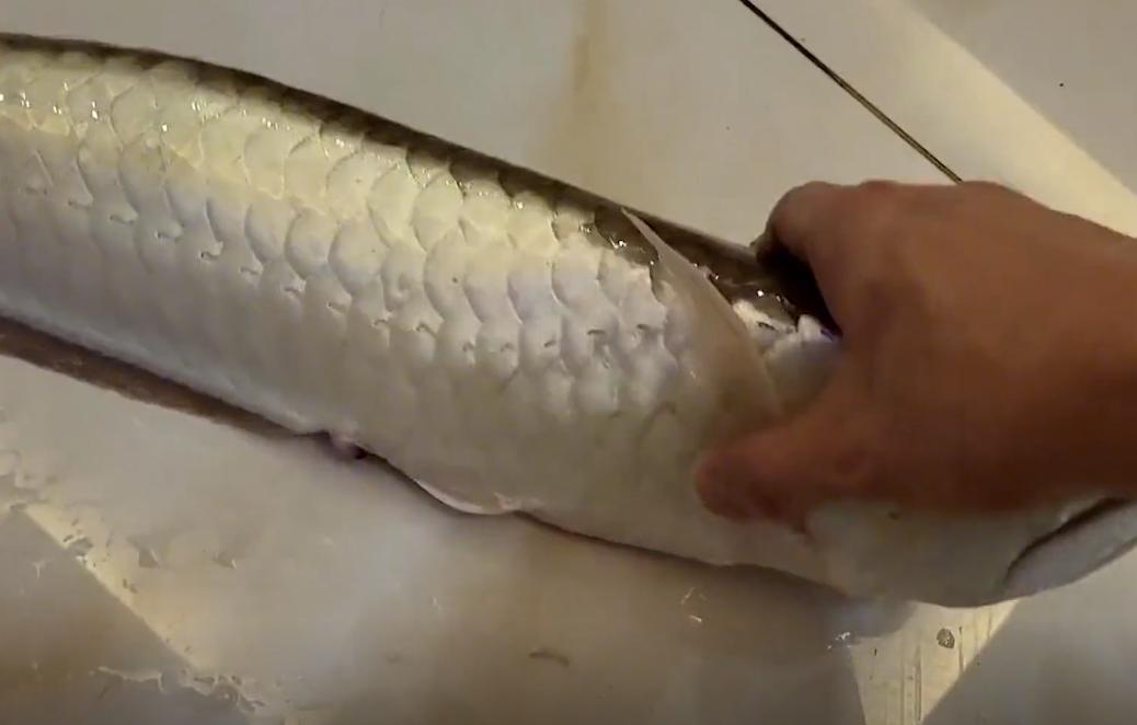 男子养的金龙鱼死亡,男子养了3年的银龙鱼死亡