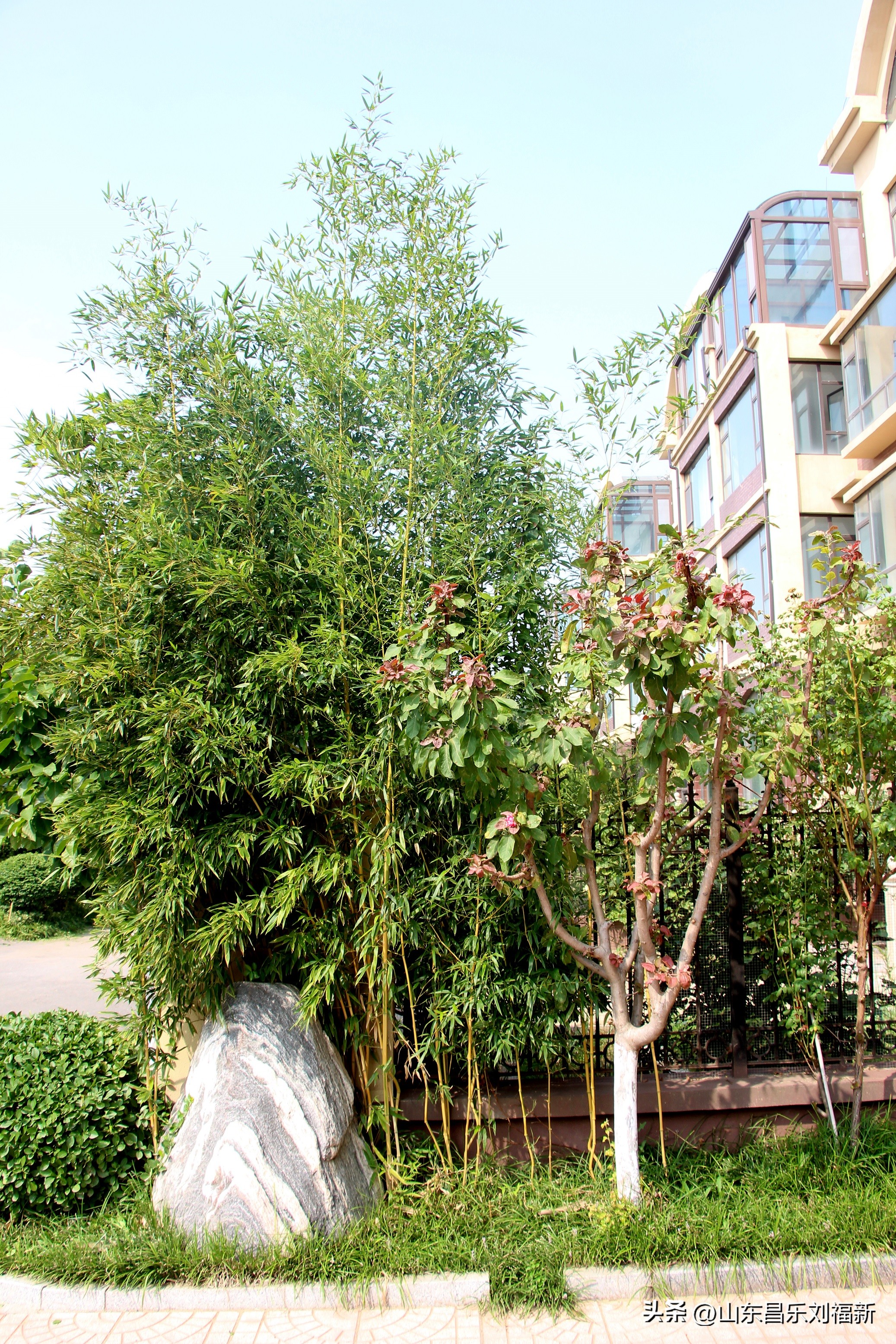 碧水龙庭深圳7栋4单元,顺光风景片拍摄