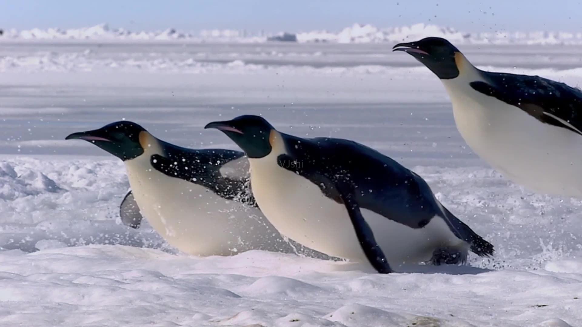 为什么动物都会定期发情，人类女性却要隐藏“发情期”？