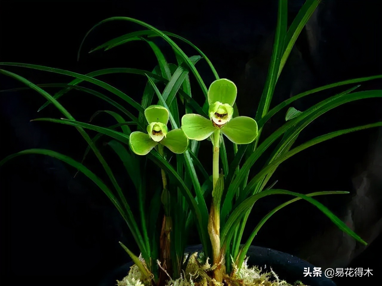 兰花上盆如何避免空根生长,兰花开始开花怎么养护好看