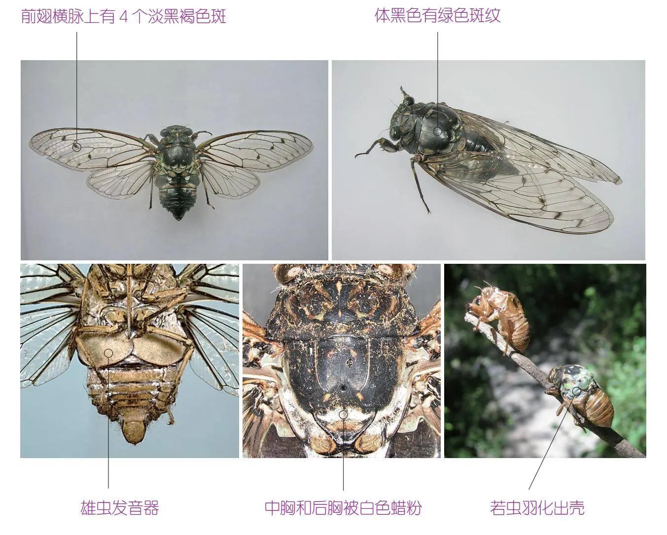 30种可以吃且美味的虫子图,33种昆虫图片大全