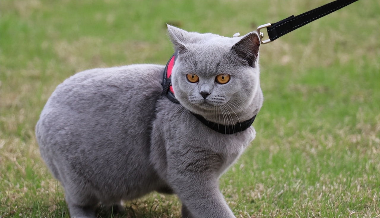新手养猫选择哪种猫平价,买猫推荐不怎么掉毛